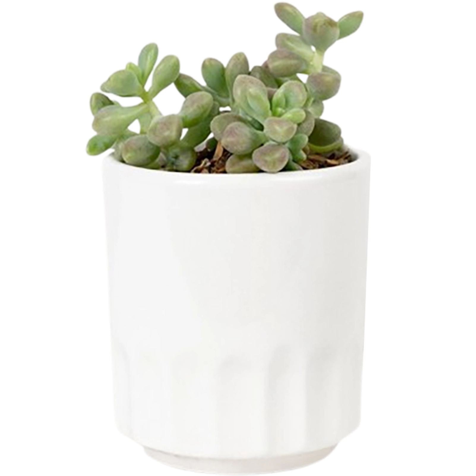 Aloe Vera Mini Plant