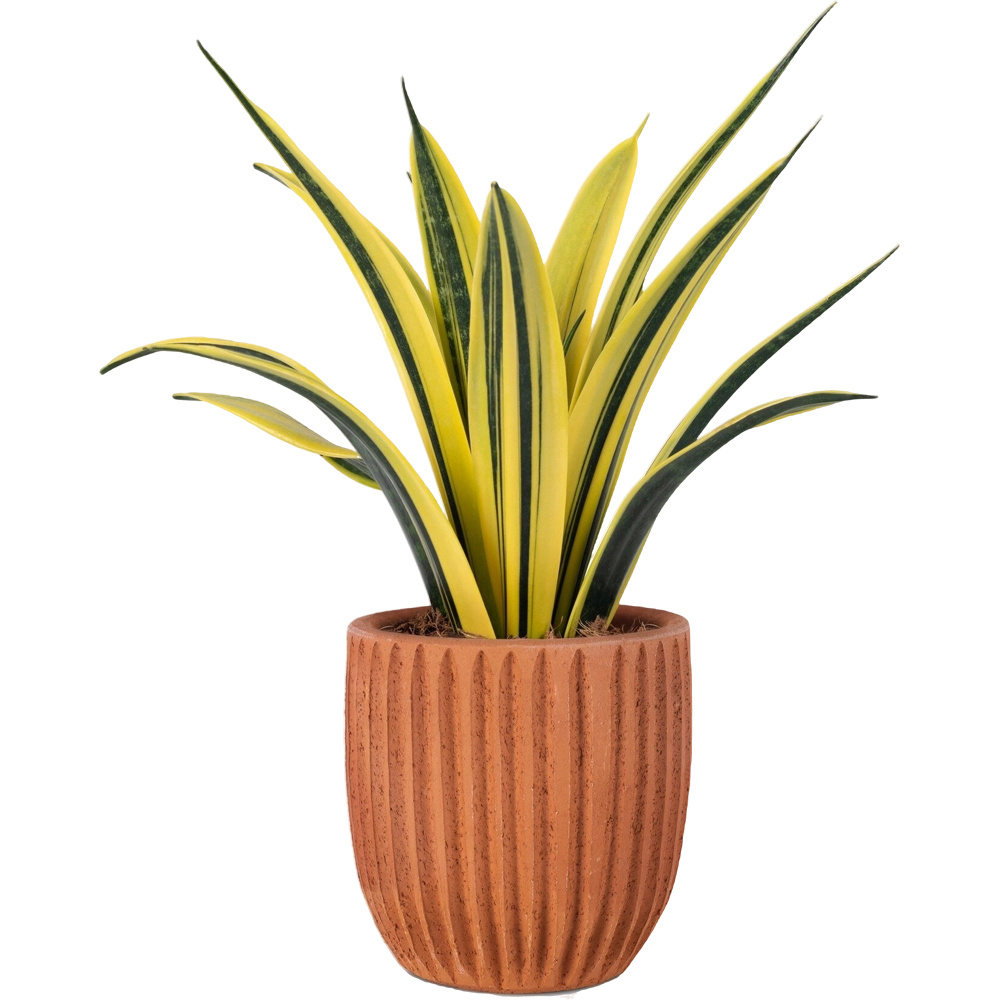 Aglonema