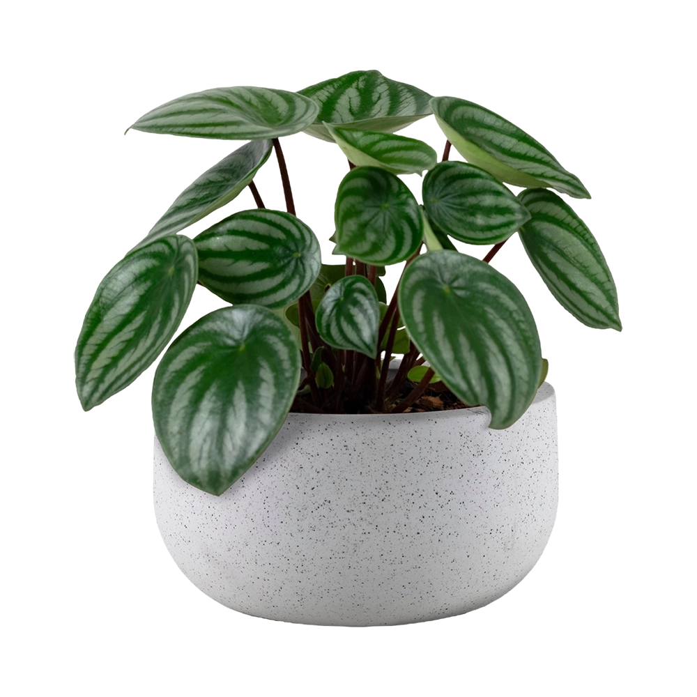 Ficus Lyrata Plant